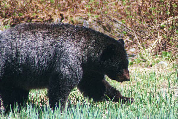 Dark black blue bear
