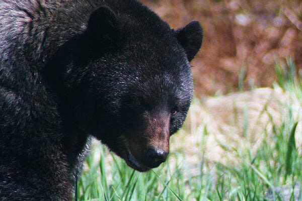 dark black blue bear very close looking up at me