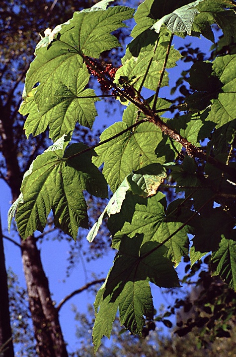 green plants with spikes and blue sky