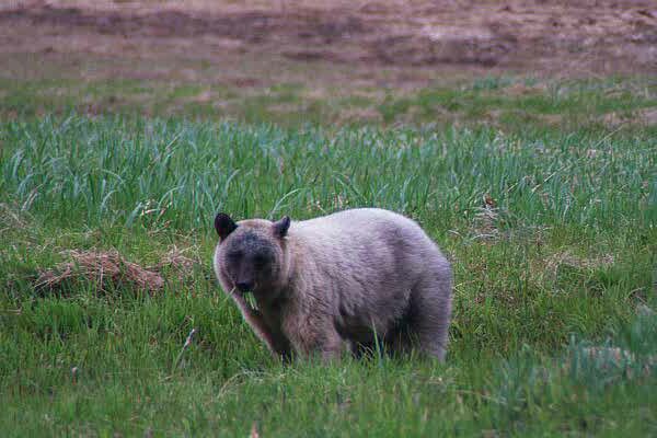 blue bear glacier bear eating grass