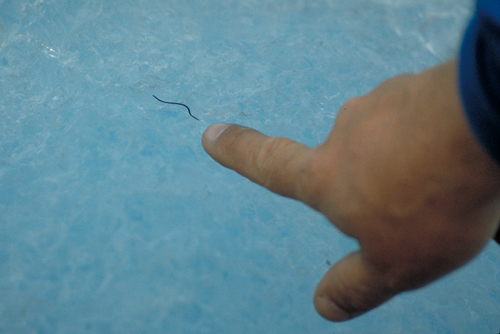 ice worms really exist. iceworm on glacier in alaska