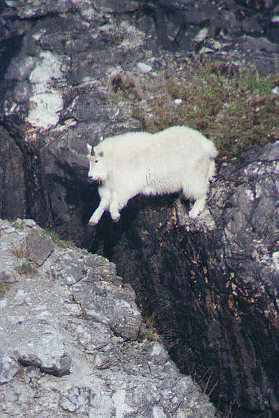Mountain goat jumping across small cavern