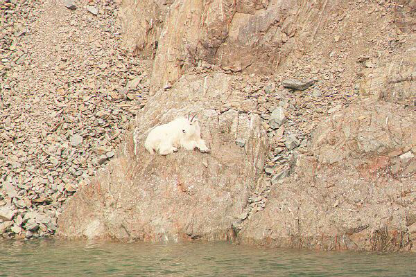 Mountain goat laying on rocks near water