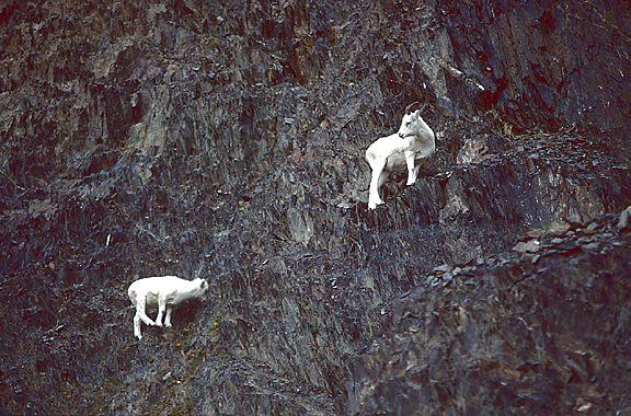Two Mountain goats 8walking 8across cliff face, one turns back to check on the younger goat