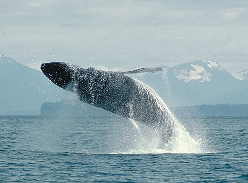 humpback whale megaptera breaching 