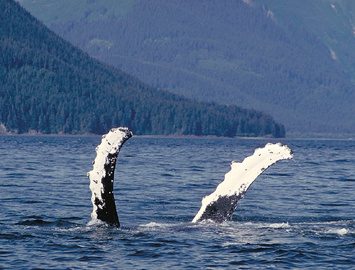 alaska humpback whale pectoral fins