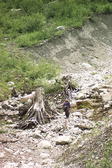 interstadial tree with person near Glacier bay east arm