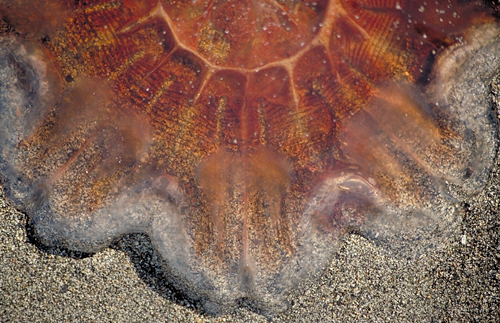 interesting red jellyfish on beach in alaska