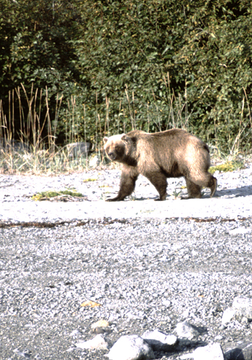 Interesting just to note the differences in bears