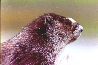 alaska marmot looking to the side