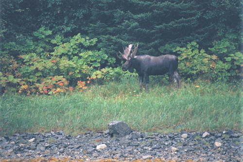 alaska bull moose standing in colorful field