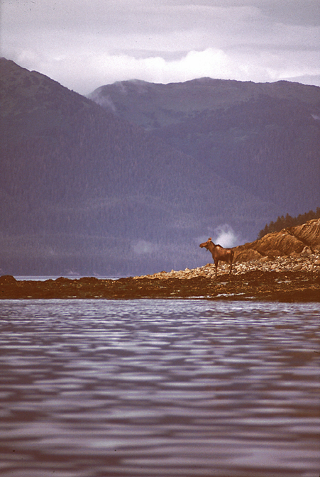 Moose standing by ocean water looking on in grey blue dusky light