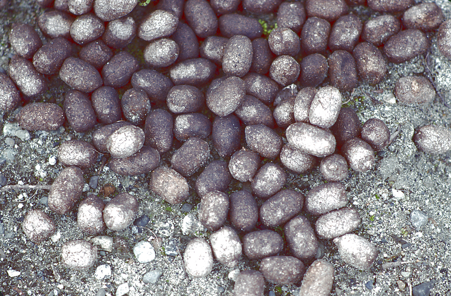 A pile of round moose poop, moose scat