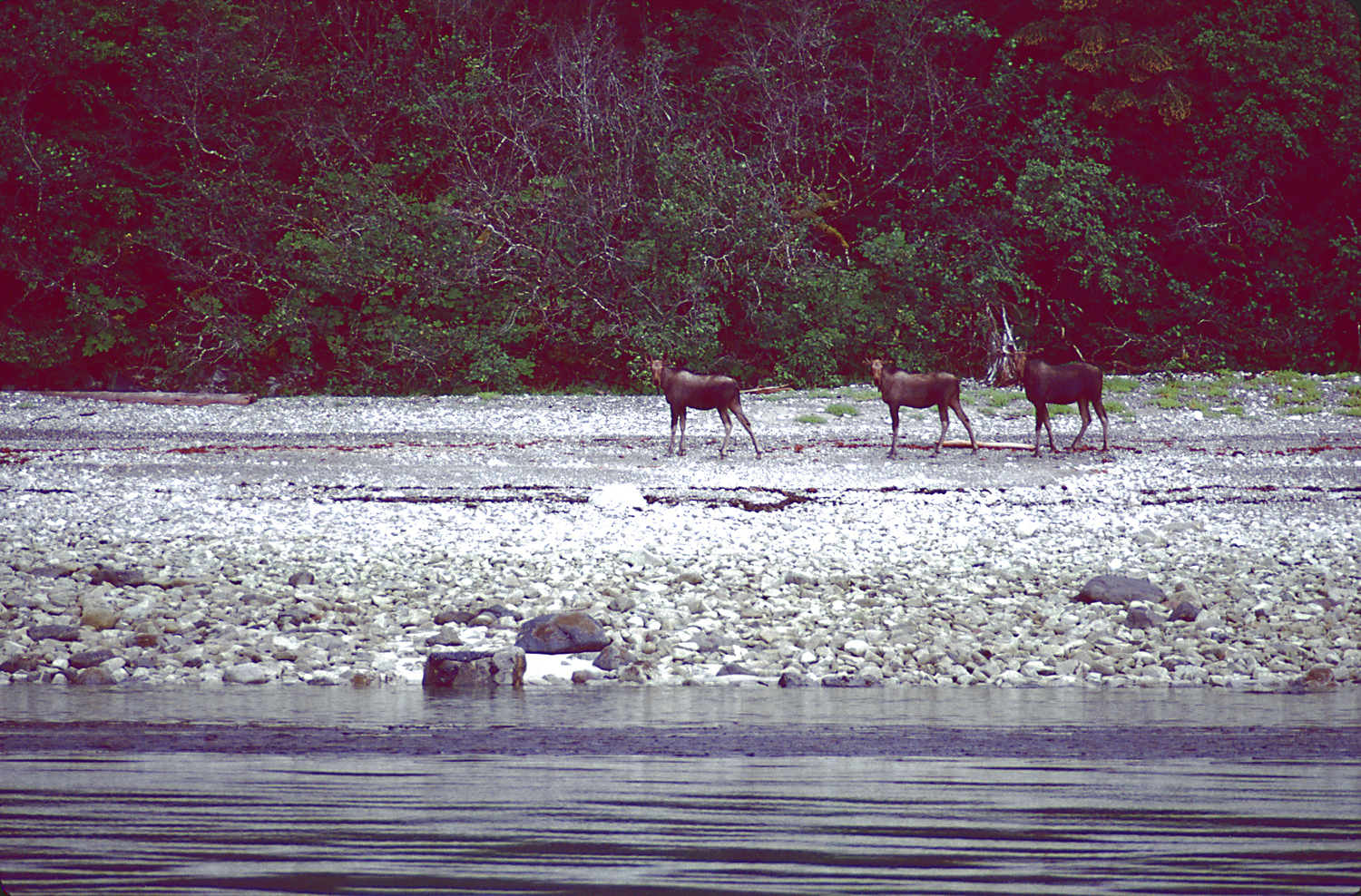 Three moose standing on the beach looking toward camera, with green trees behind