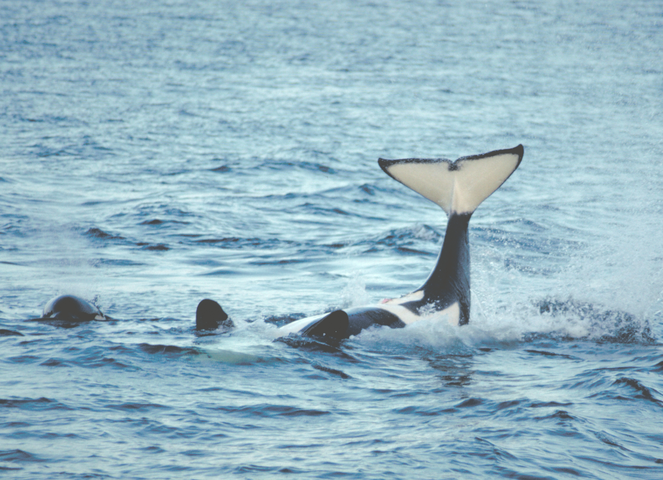 orca whale on back in alaska