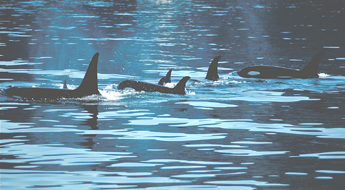 alaska orcas killer whales