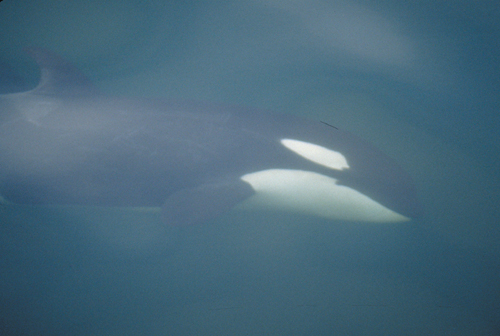orca under water looking up at us