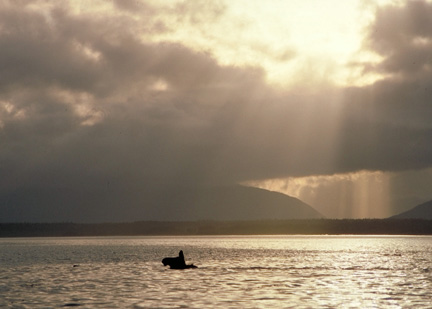 Moose swimming in ocean through golden rays of sun and grey clouds