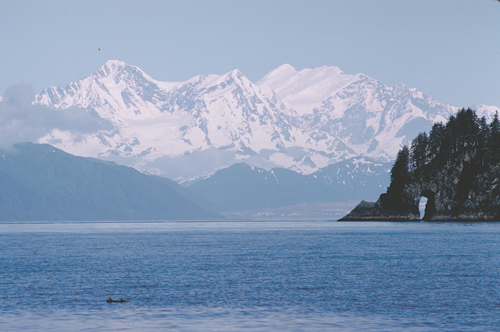 Sea otter in front of taylor bay and brady glacier in alaska