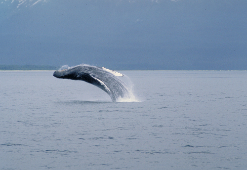humpback whale in alaska doing back breach