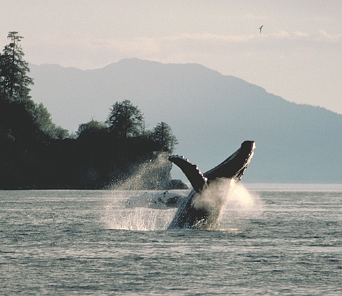 humpback whale breaching out of the water in alaska