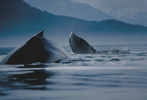 humpback whales in alaska