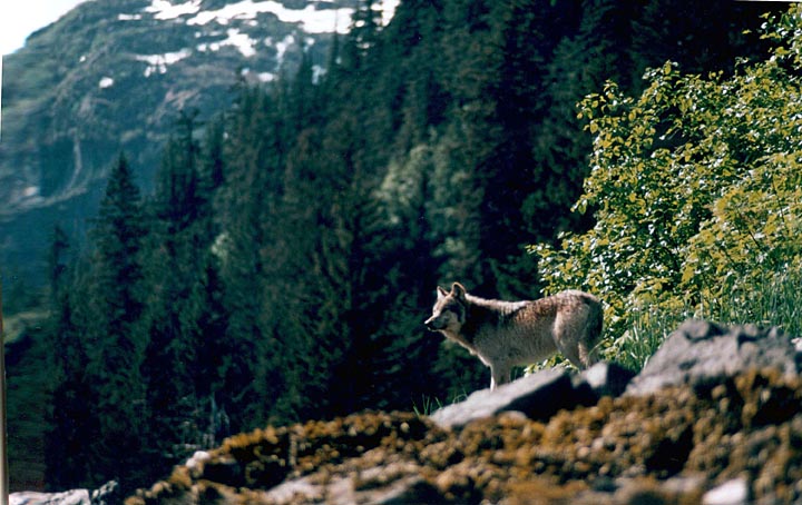 Grey wolf looking yonder with mountain and trees in background