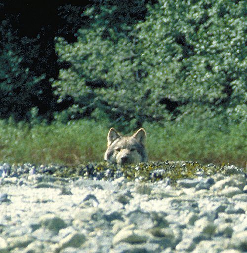 alaska grey wolf