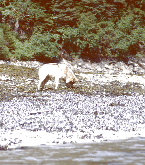 grey wolf on beach rocks digging in kelp for kelp worms
