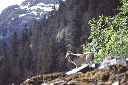 alaska