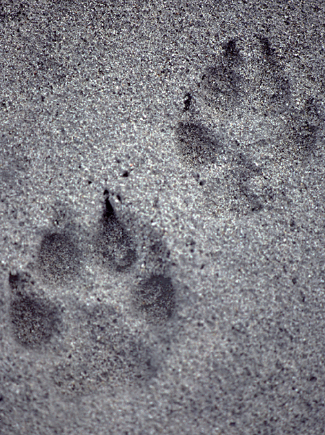 wolftracks