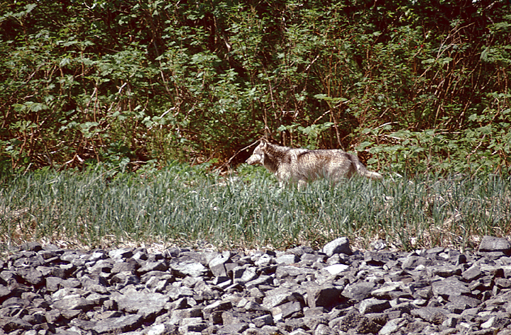 wolf walking next to bushes